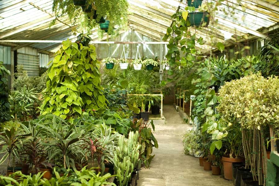 Centro Botánico Azteca- variedad de plantas medicinales