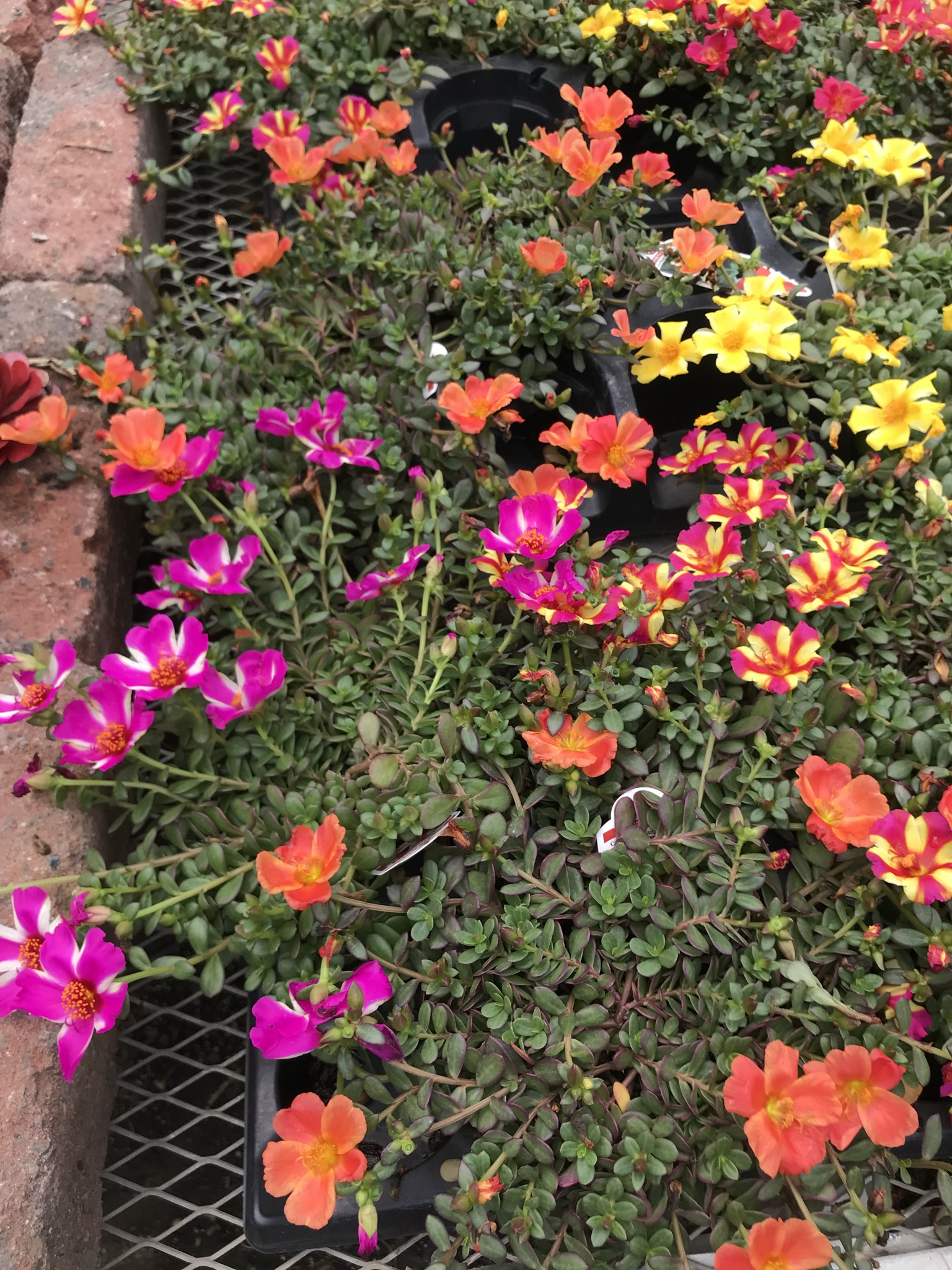 Unbeatable Prices? Your Guide To Amish Greenhouses In St. Charles Mn - 7zee4ik