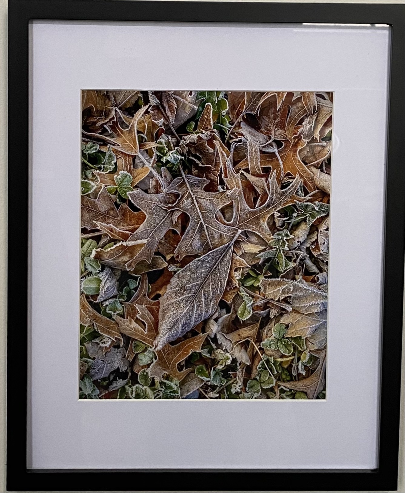 Autumn Frost
Photography
8" X 10"
$95.