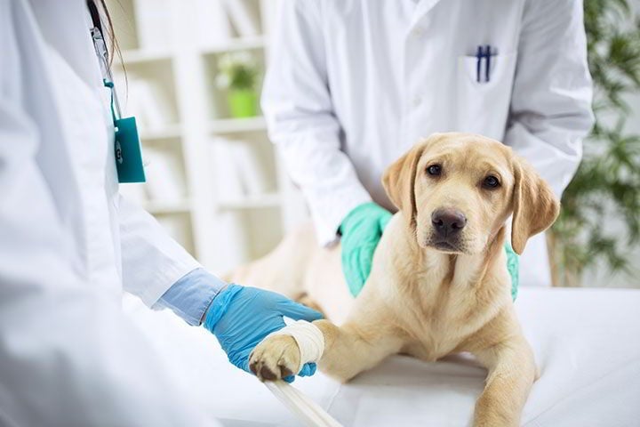HOBBISSIMO - veterinaria y estética canina