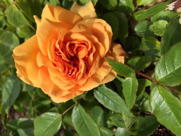 June 3, 2022. From Kathy in Gibsons, "South Africa has one bloom only, on a broken branch. I should have cut it, but the branch looked so healthy I just left it and it produced a lovely rose! The rest of the buds are close but not showing any colour."