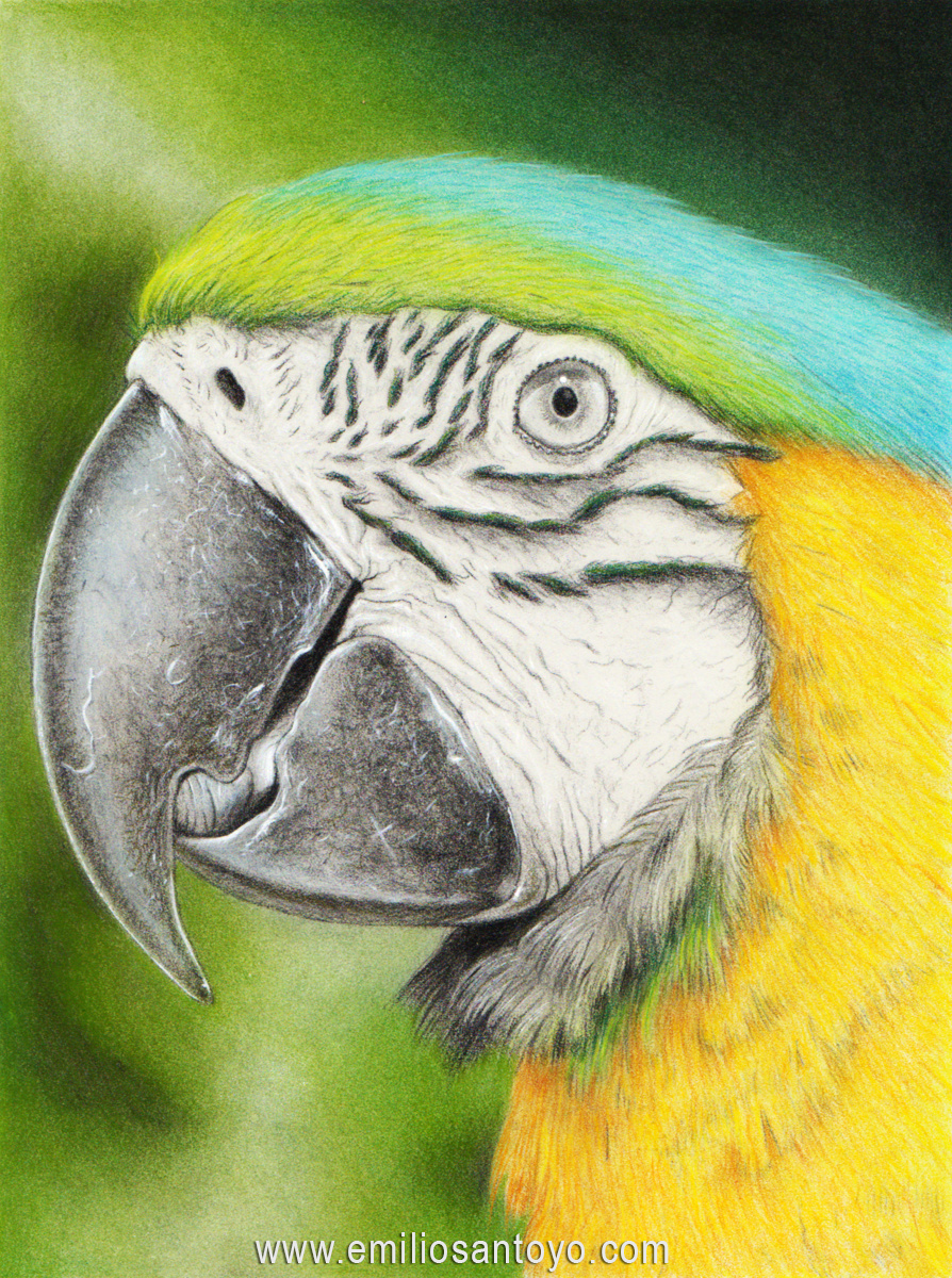 Macaw, 2019
Colored Pencils on Paper
9 in × 12 in