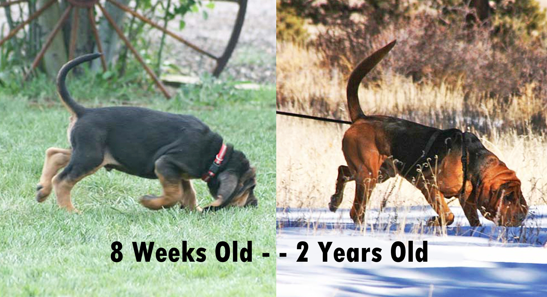 Major at 8 Weeks, then 2 Yrs Old.
He is a balanced, honest dog!