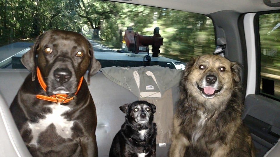 Www Completeanimal Com Home