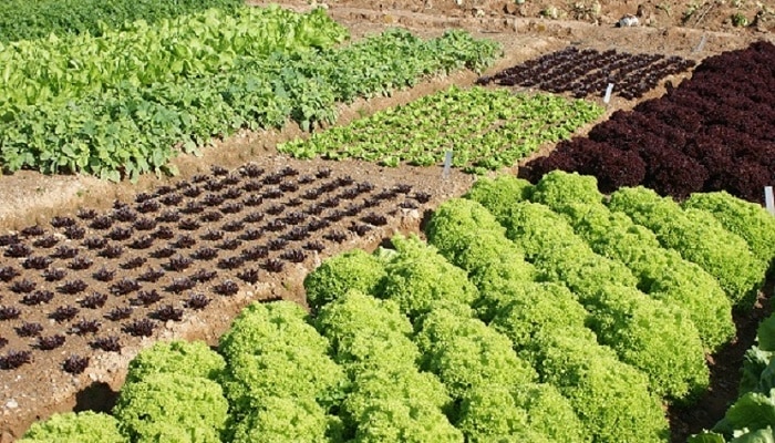 Huerto ecológico con hileras de lechugas verdes y moradas cultivadas en campo