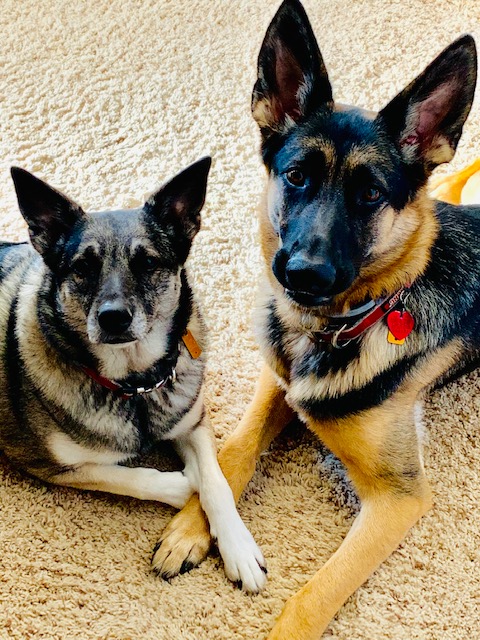 https://0201.nccdn.net/4_2/000/000/038/2d3/sadie---piper-2.jpg