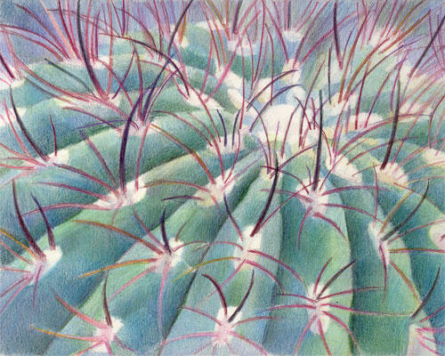 Cactus in jade and crimson (8"x10") coloured pencils on Arches HP