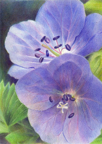 Anthea's Flowers - Meadow Cranesbill by Katherine Tyrrell (coloured pencil 297mm x 210mm)