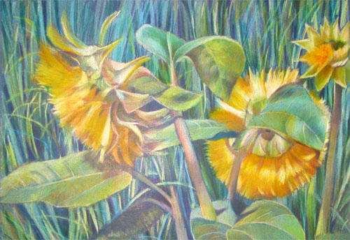 Sunflowers by Katherine Tyrrell (Coloured Pencil)