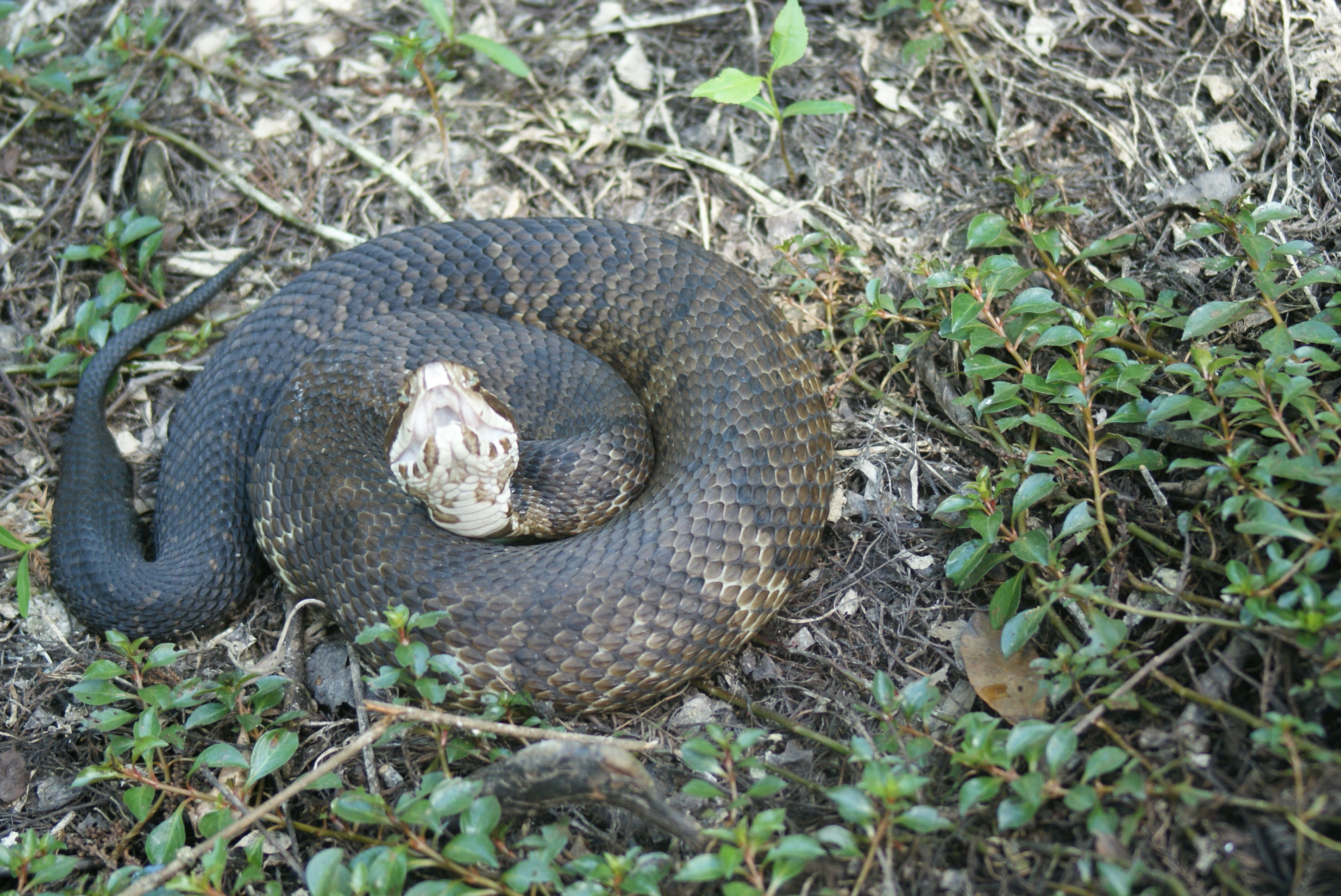 https://0201.nccdn.net/4_2/000/000/038/2d3/snake-cottonmouth--2-.jpg