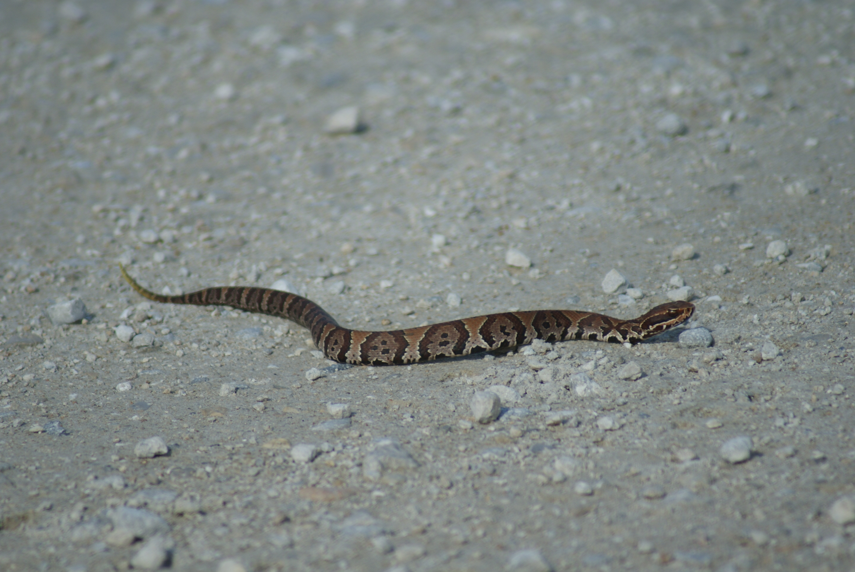 https://0201.nccdn.net/4_2/000/000/038/2d3/snake-juvenile-cottonmouth--1-.jpg