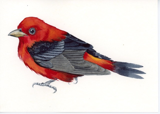 Thomas, Scarlet Tanger, 5" x 7" WC