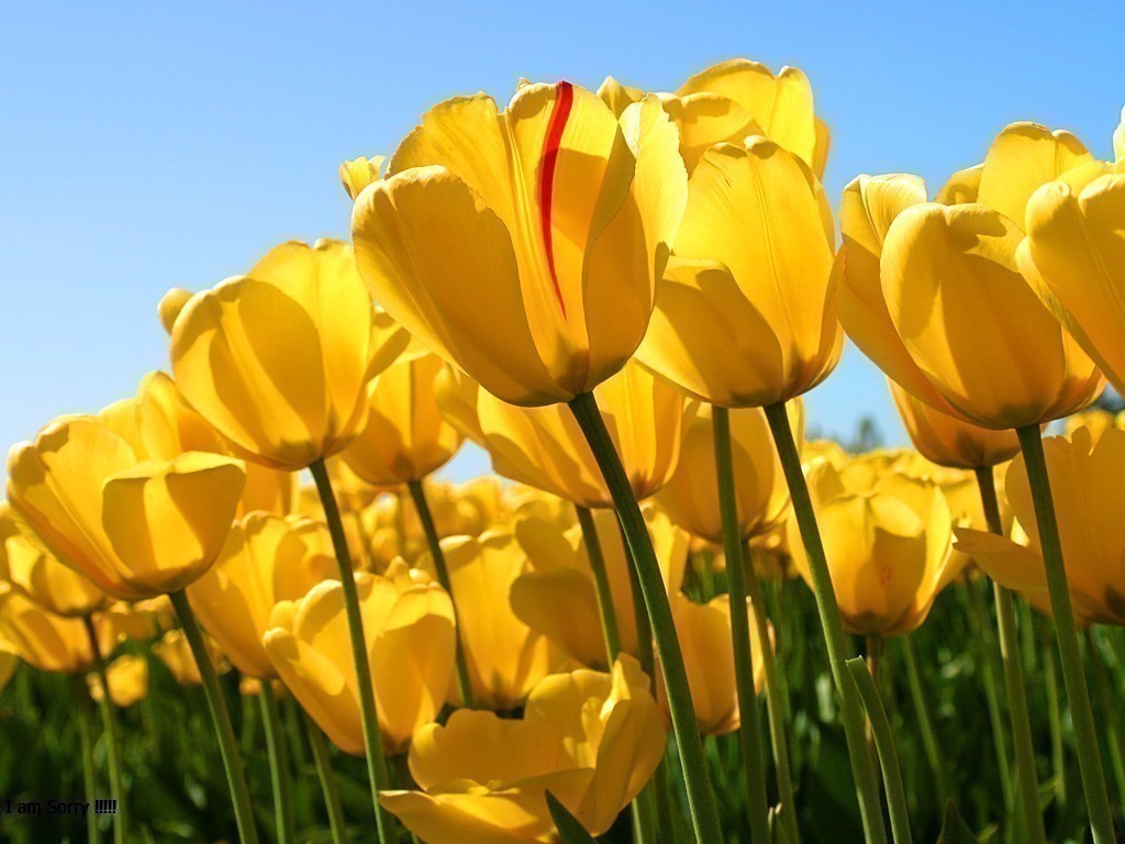 https://0201.nccdn.net/4_2/000/000/038/2d3/tulips.jpg