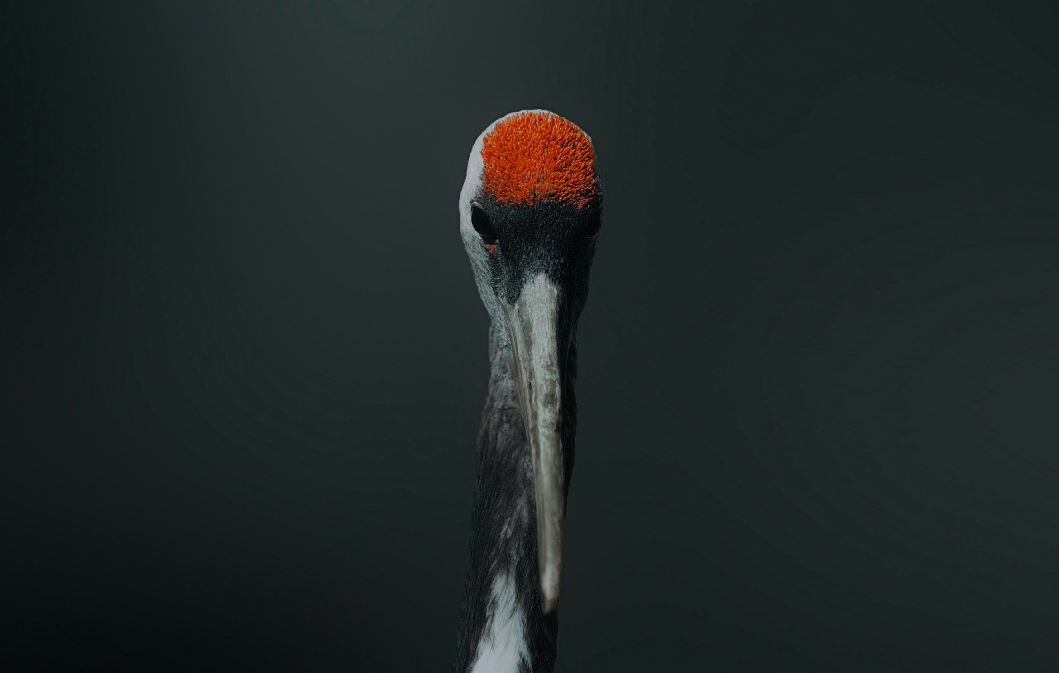 a close up of a bird with a red head