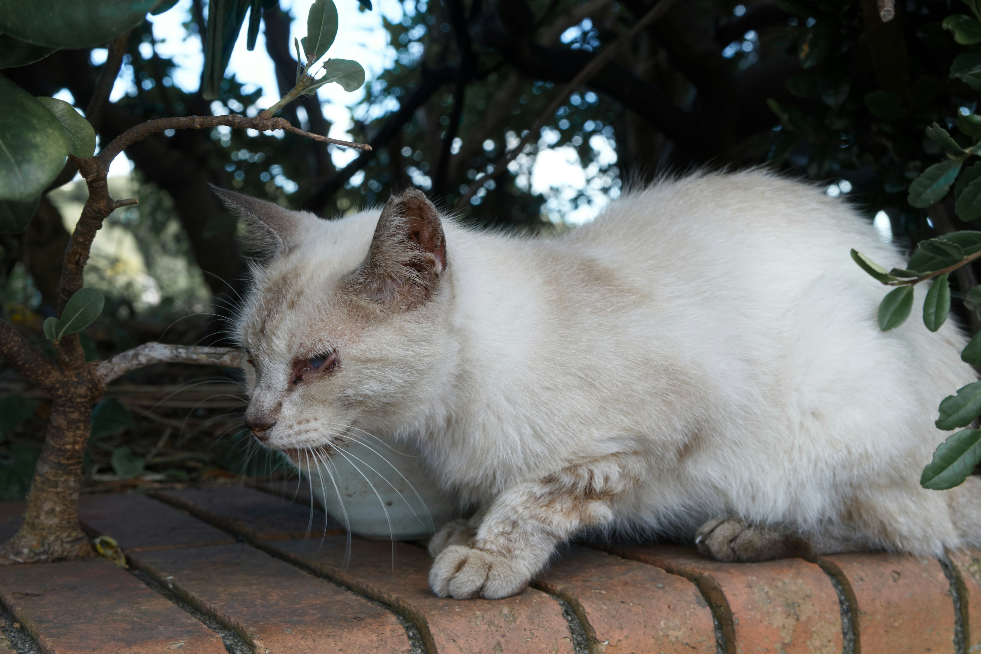 A fluffy white cat sits on a brick wall.