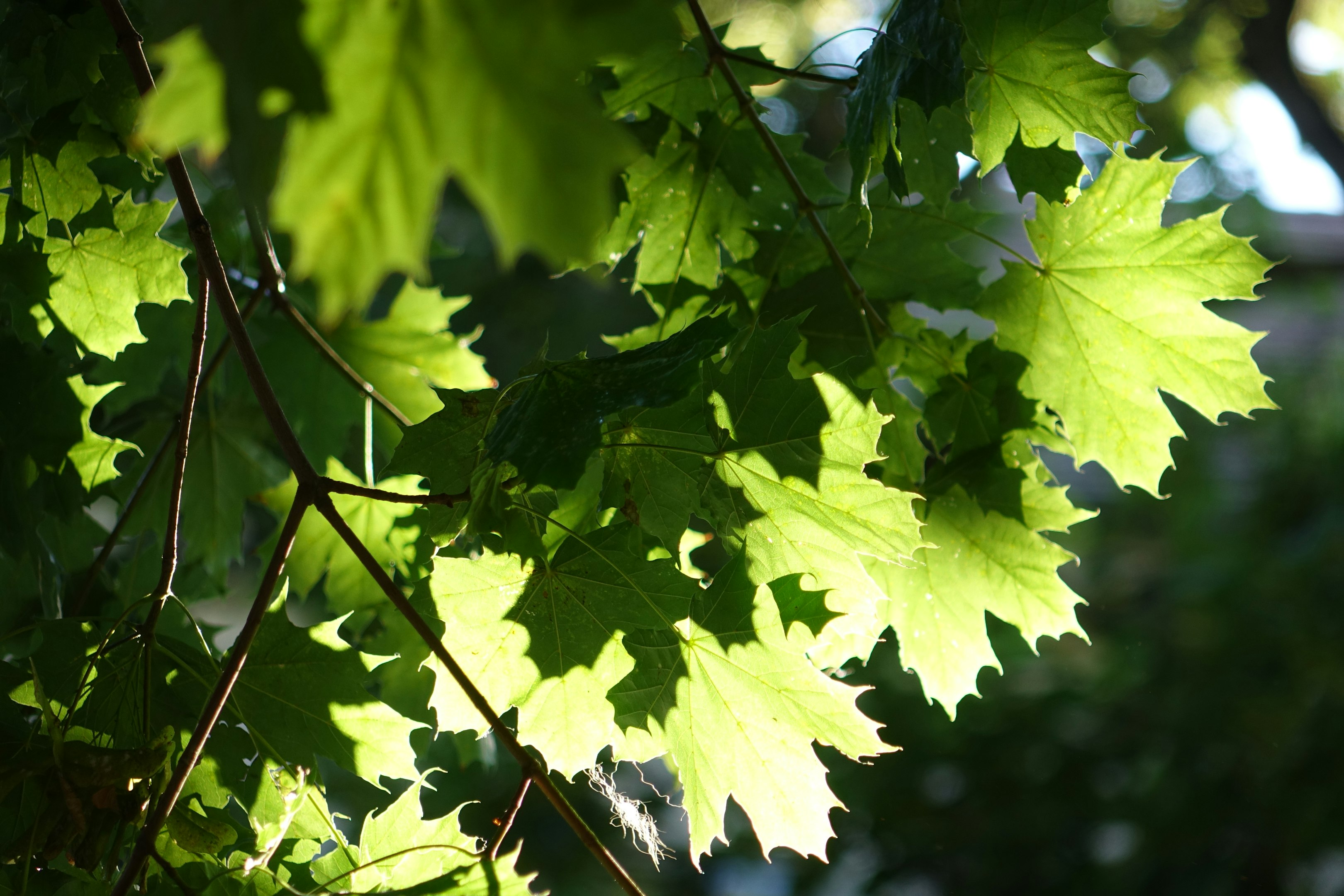 A close up of a leafy tree branch A close up of a leafy tree branch