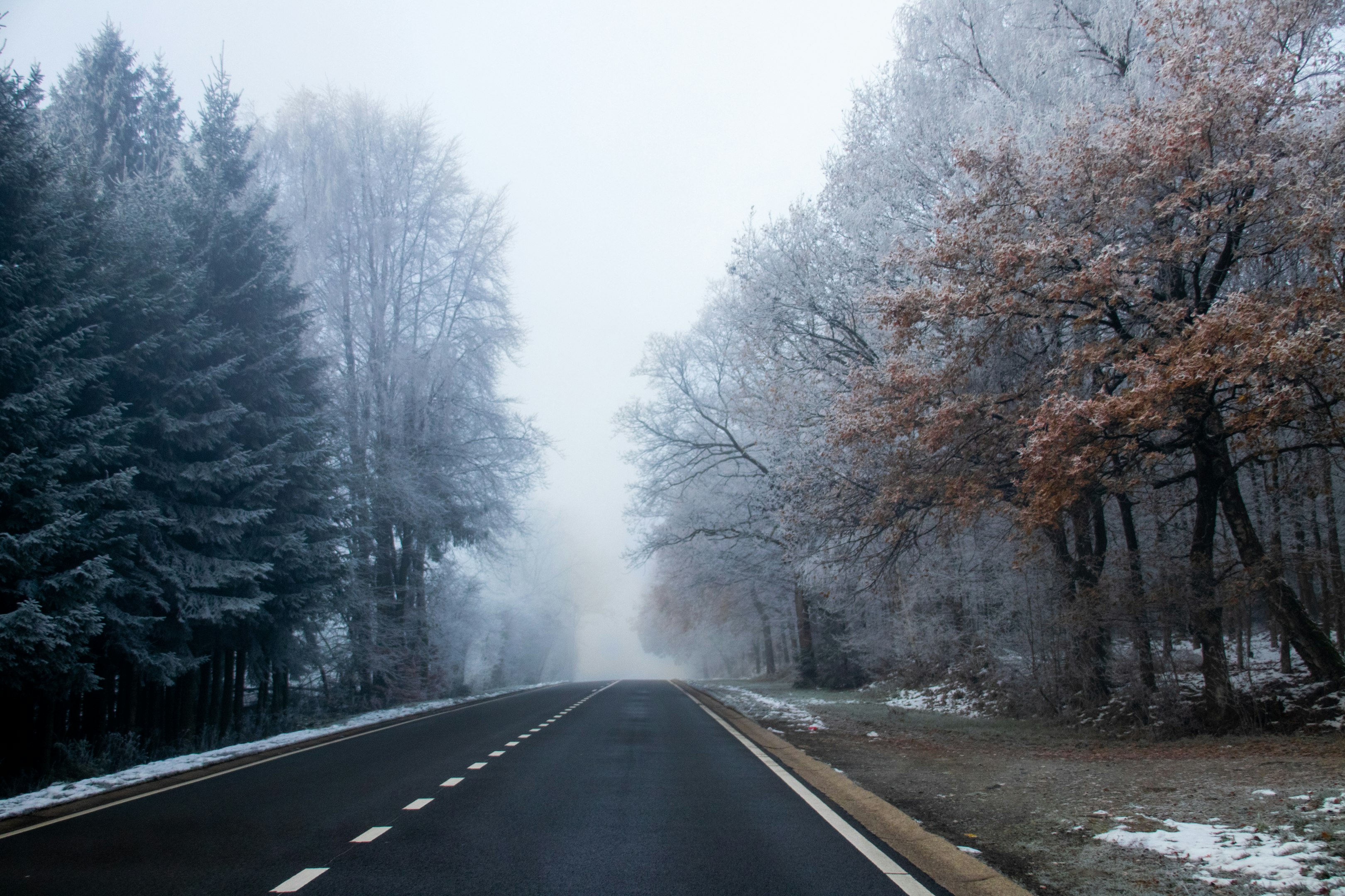 una carretera con niebla en medio de un bosque