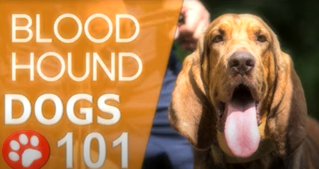Rocky Mountain Bloodhound Club Links More Info
