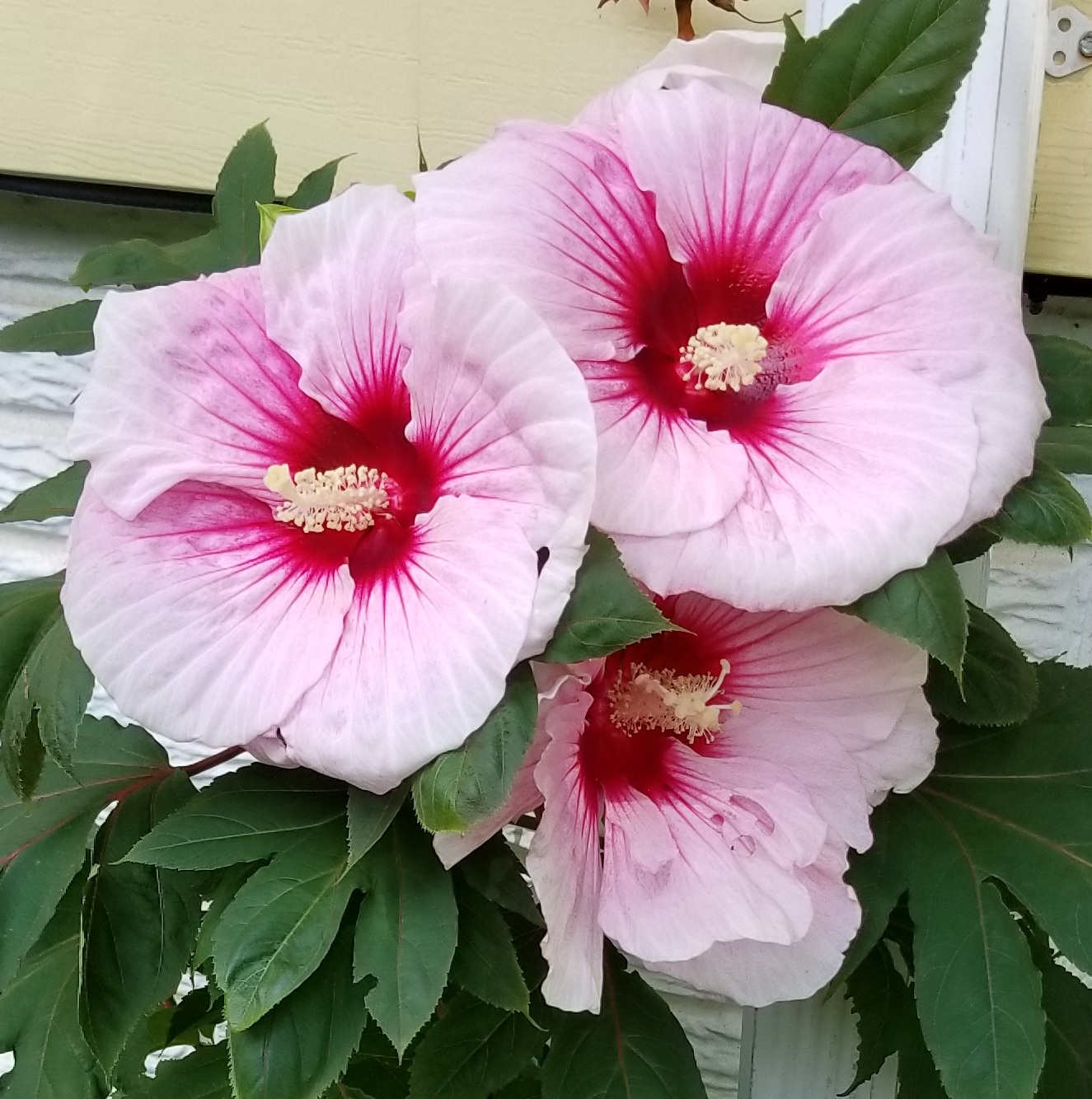 Hibiscus Flowers