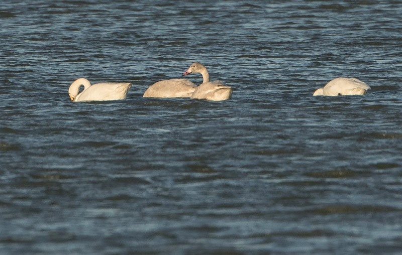 Bewick's Family Group