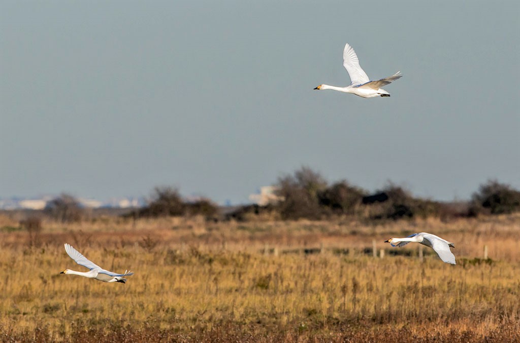 Bewick's Swans in flight
