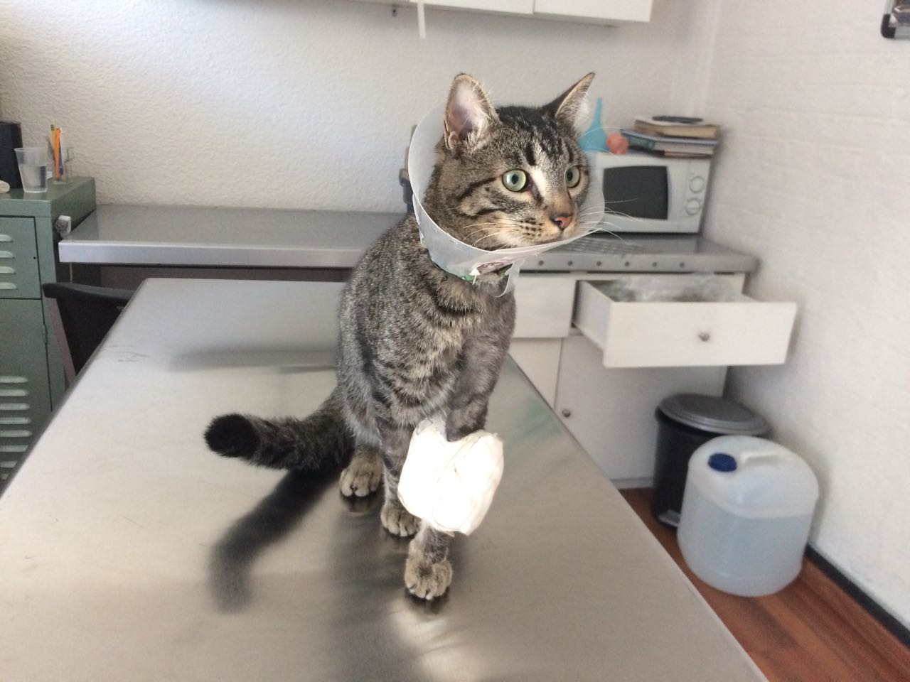 Boljohn
Paciente de cirugía ortopédica