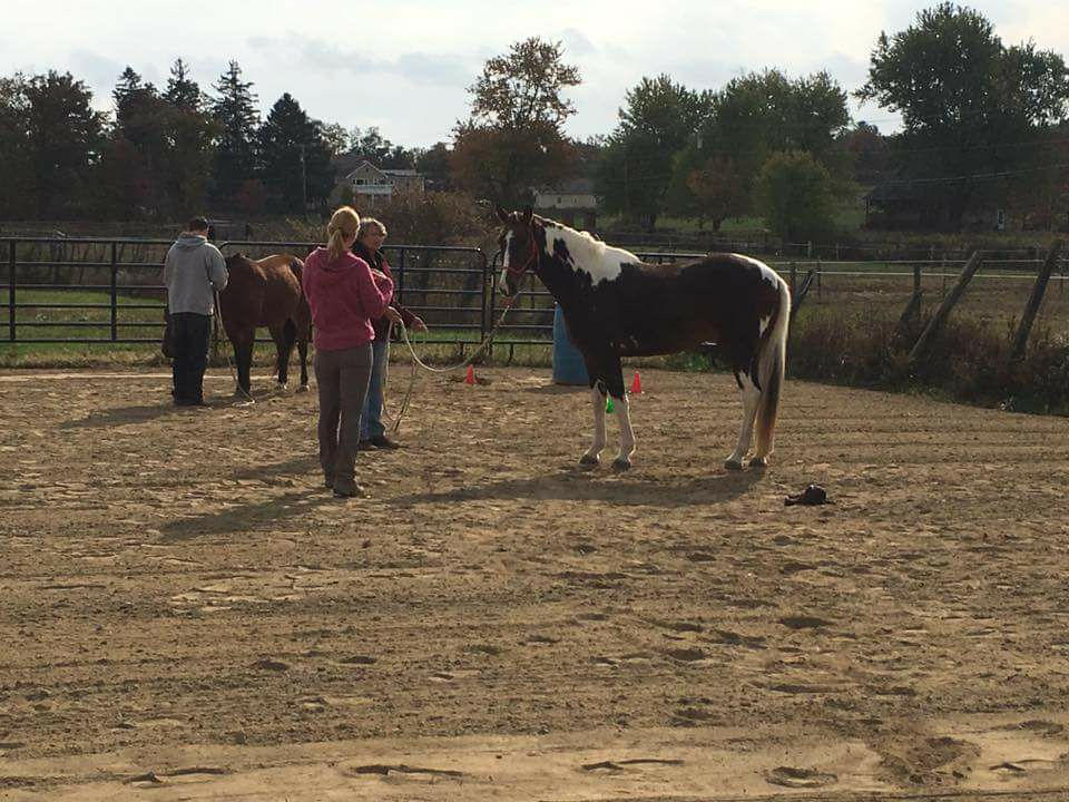 Positive Way Horsemanship Fall Clinic! 