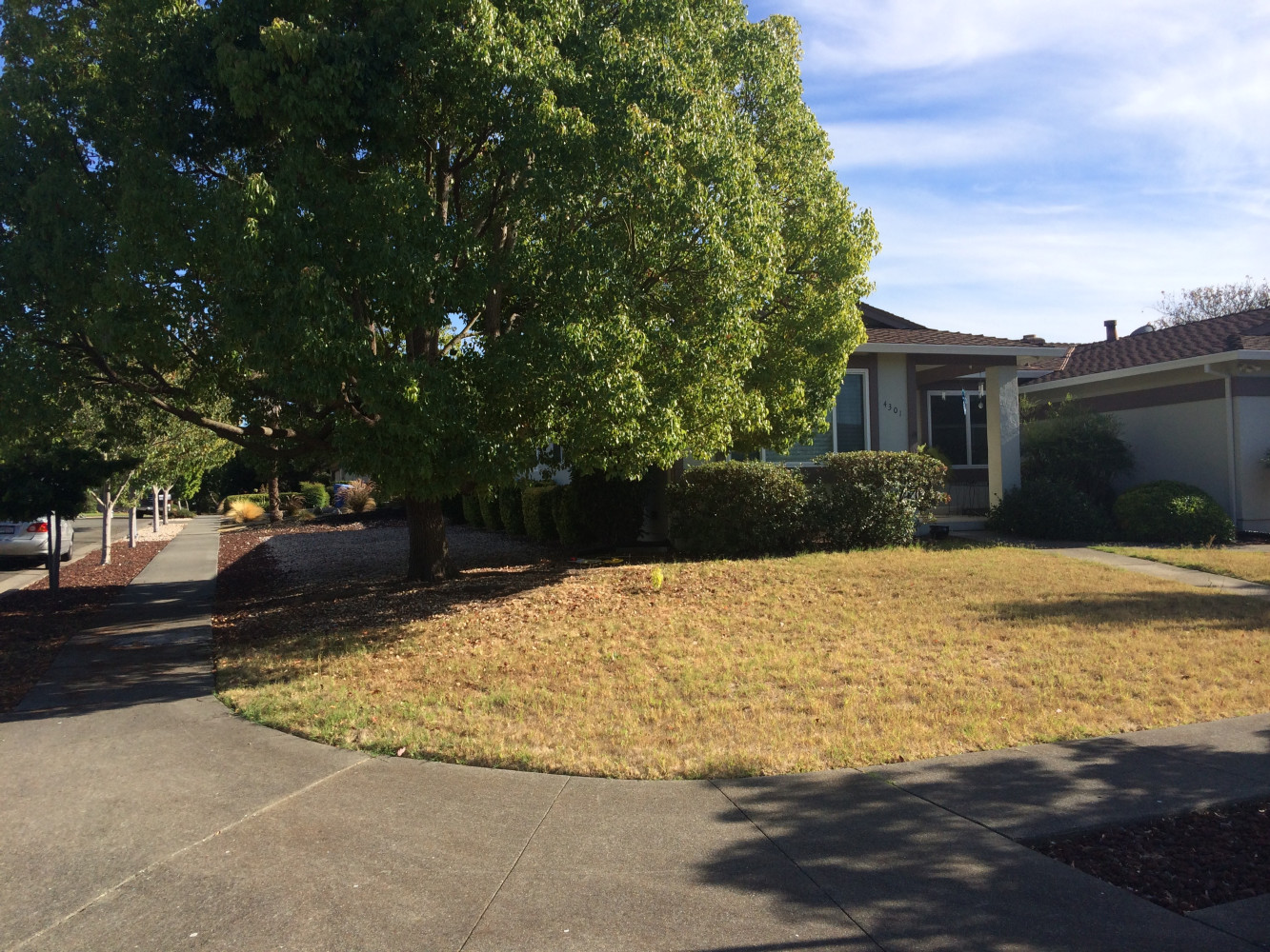 BEFORE - lawn removal 