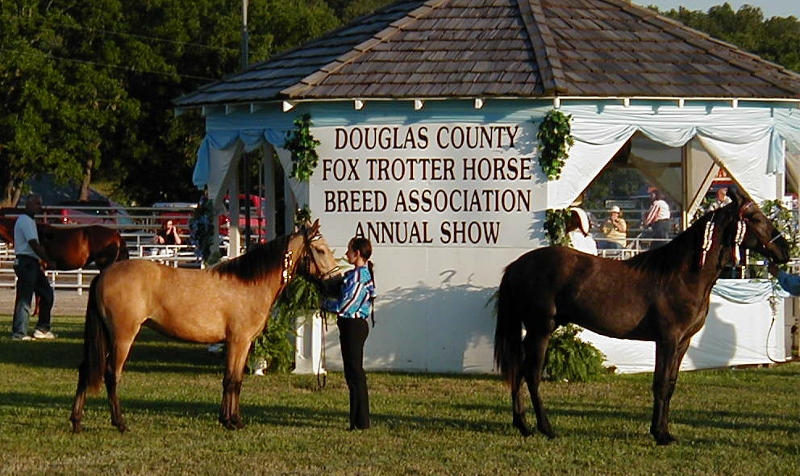 KT Foxtrotters' yearlings showin' off