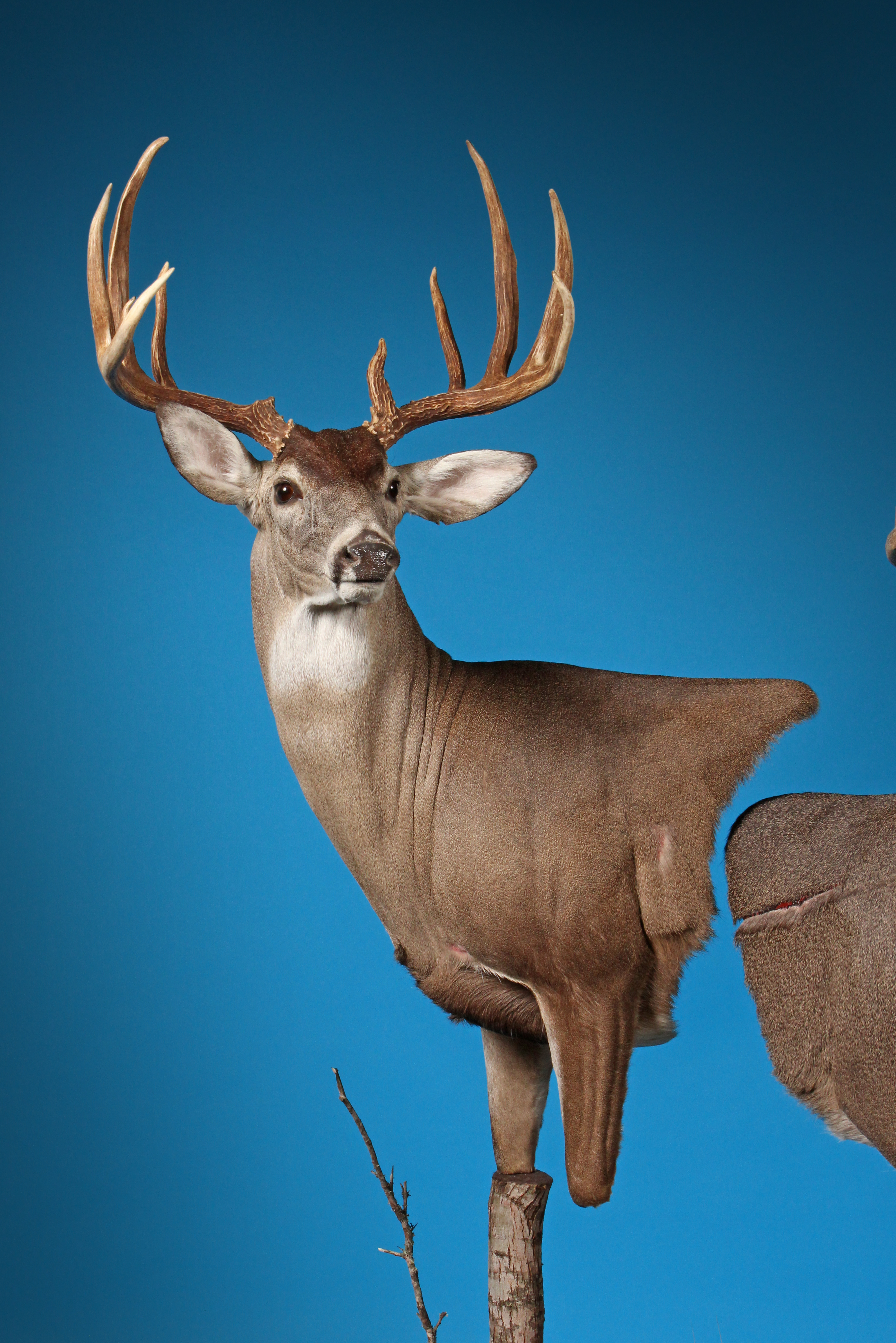 2022 2nd Place ribbon winner
Texas Taxidermy Association