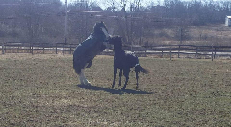Teddy: With His Young Buddy Luxor! They are only months apart in age.