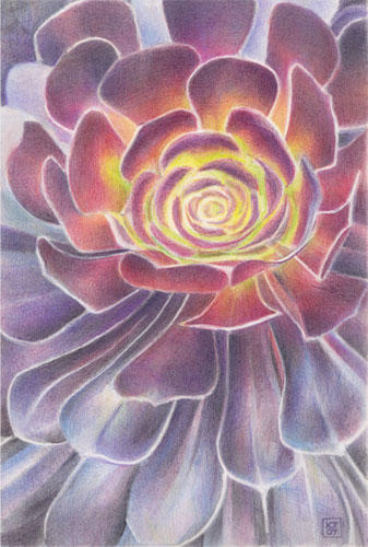 Aeonium "Zwartkop" (30x20cm coloured pencil on Arches HP)
exhibited at Mission Trails Art Gallery, San Diego, California