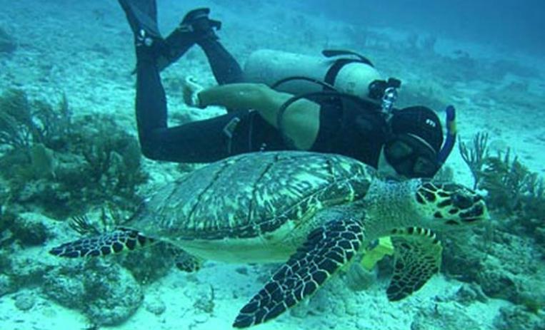 BUCEO EN CANCUN