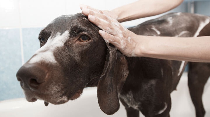 Veterinaria Allende - ESTETICA CANINA