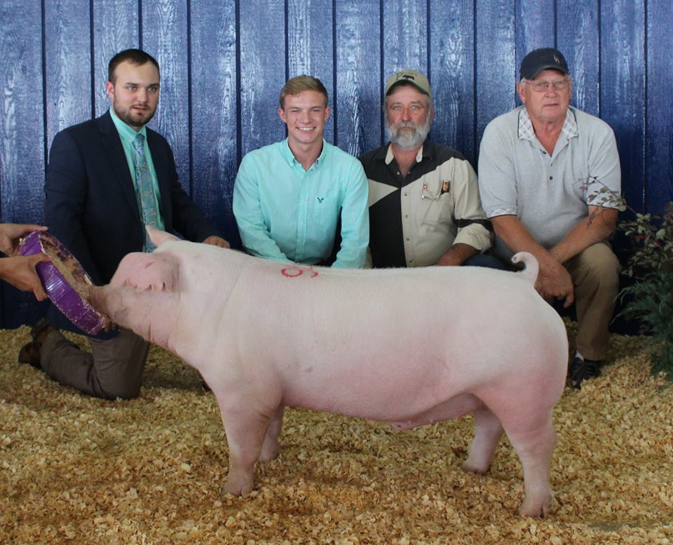 Brandon Thomas
2017 Tennessee State Fair
Reserve Champion Chester Barrow