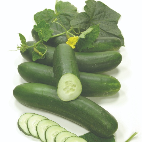 Twilley Seed Cucumber,What Is Tanf Mean