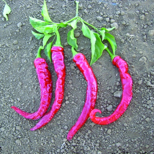 Pepper Cowhorn Pepper Cowhorn