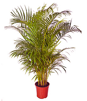 Claudiaflores Com Br Plantas