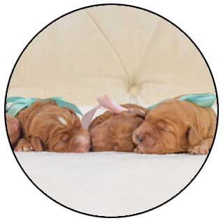 Australian Labradoodle Puppies Winter Haven