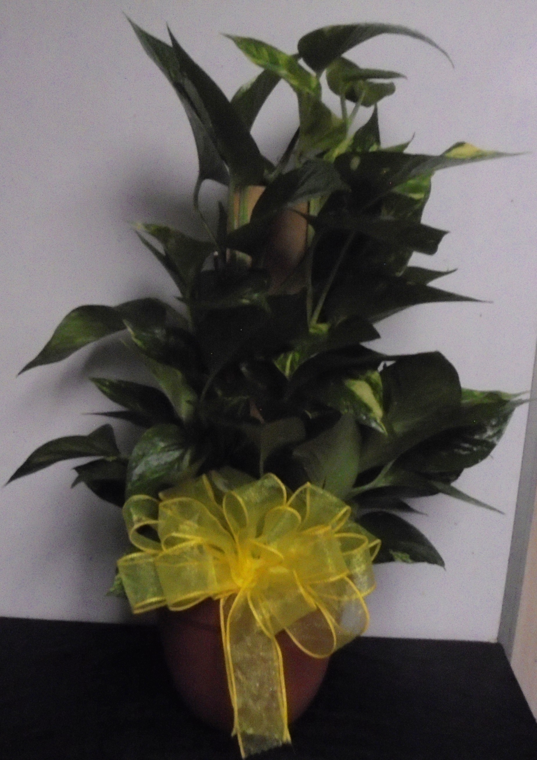 (16) "Totem Pole" Plant
$45.00