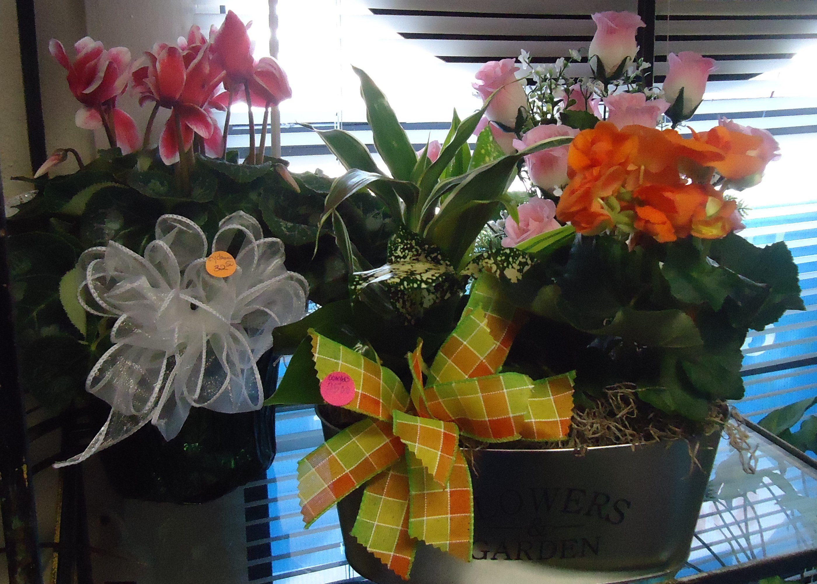 &quot;Pink&quot; Cyclamen Plant  $32.50
Double Planter With Blooming/Green Plant
$25.00