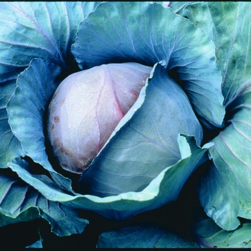 Cabbage Red Jewel Cabbage Red Jewel
