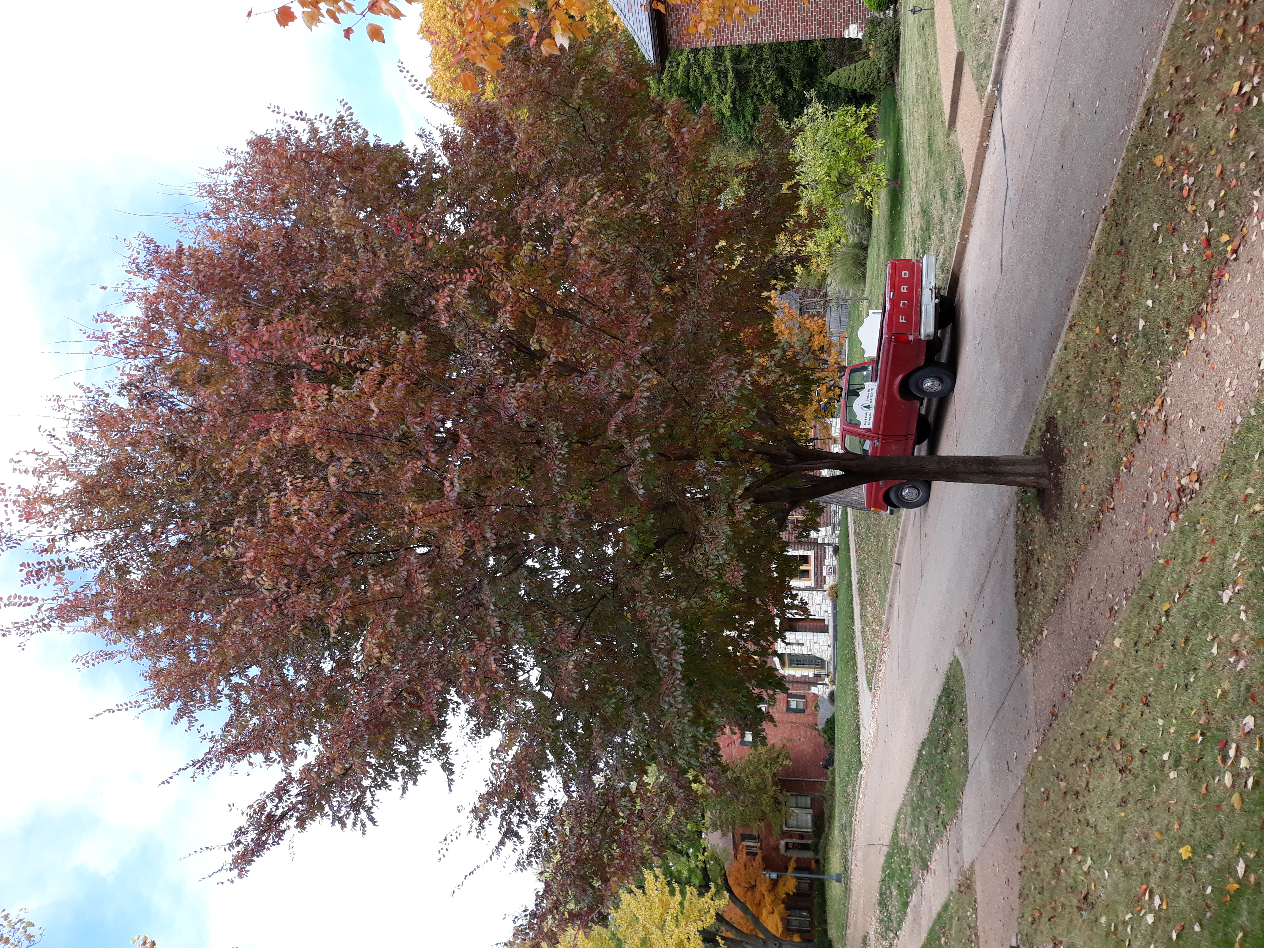 https://0201.nccdn.net/4_2/000/000/03f/ac7/frontier-elm--autumn-.jpg