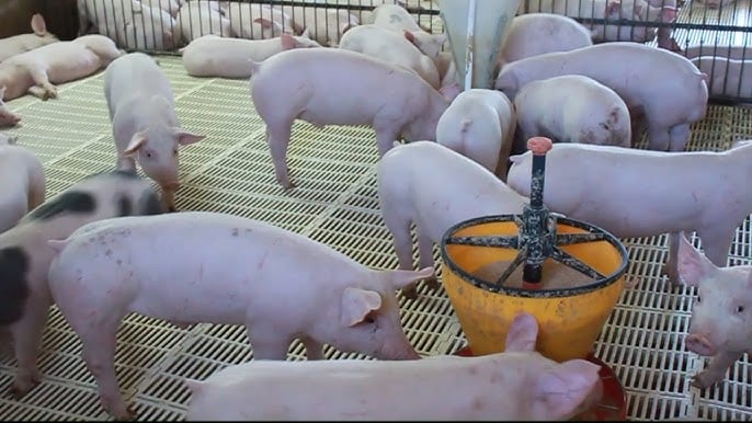 Lechones comiendo en jaula de cría con piso de rejilla y alimentador amarillo en el centro.