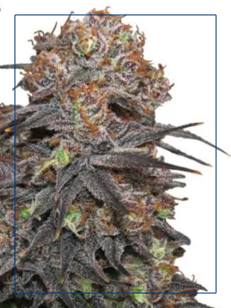 Purple marijuanna leaves