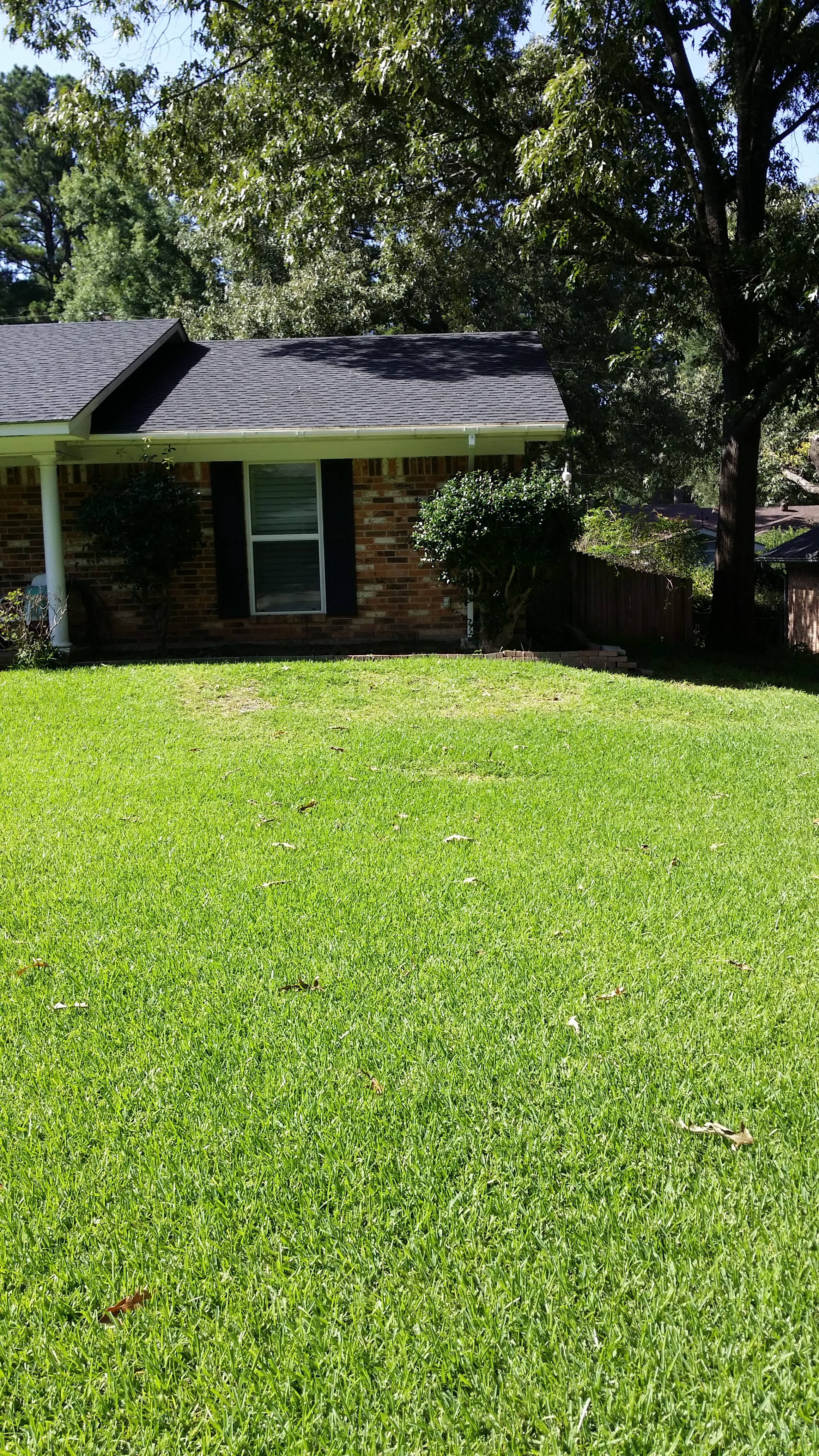 Front Lawn After Maintenance