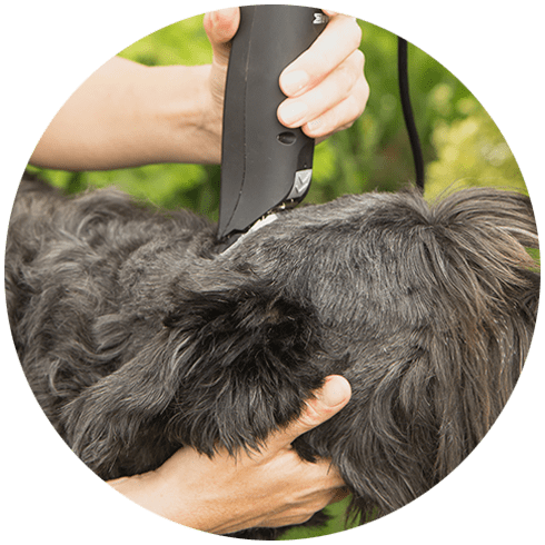 Cutting Big Black Schanuzer Dog