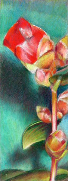 Camellia Bud (Coloured Pencil)