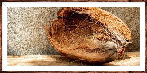 Organic Coco Coir Fiber