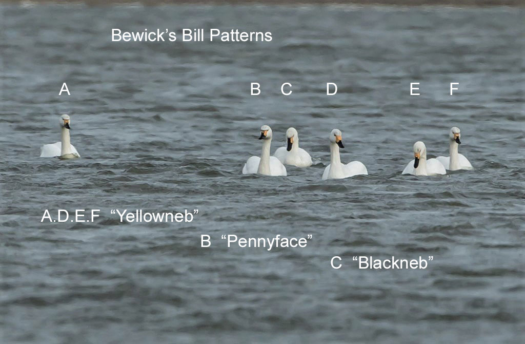 Bewick's Bill Patterns